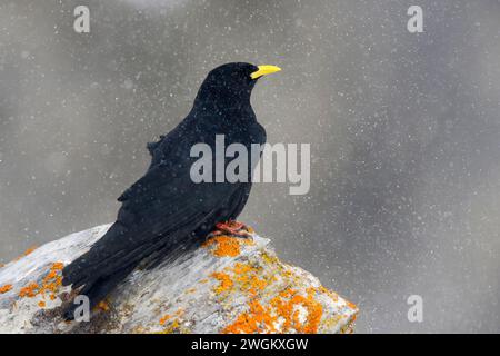 alpine chough (Pyrrhocorax graculus), liegt auf einem Felsen im Schnee, Schweiz, Gemmipass Stockfoto