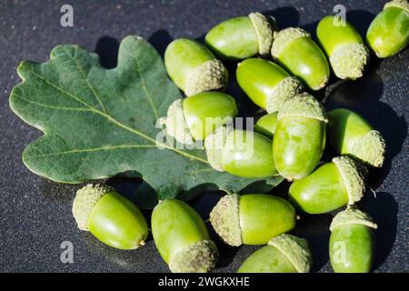 Gemeine Eiche, Stieleiche, Englische Eiche (Quercus robur, Quercus pedunculata), gesammelt, grüne Eicheln mit Blättern auf grauem Hintergrund, Deutschland Stockfoto