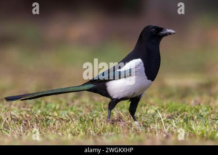 Schwarzschnabelelelster, eurasische Elster, gemeine Elster (Pica pica), auf einer Wiese auf der Suche, Seitenansicht, Italien, Toskana Stockfoto