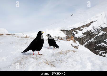 alpenkohl (Pyrrhocorax graculus), zwei Alpenkohle stehen im Schnee in den Hochalpen, Schweiz, Gemmipass Stockfoto