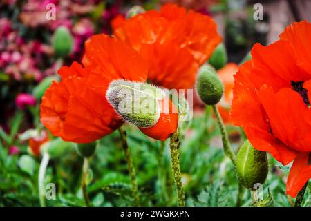 Orientalischer Mohn (Papaver orientale agg.), Eröffnungsknospe Stockfoto