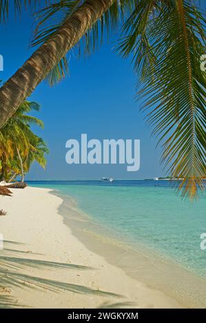 Vildifhoo, Malediven, eine tropische Insel im Indischen Ozean mit Palmen gesäumten Sandstrand Stockfoto