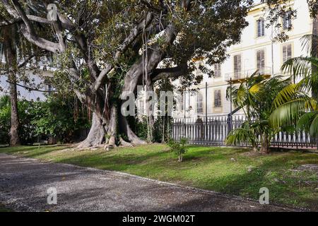 Blick auf die Gärten der Villa Ormond (1890) mit einem riesigen Ficus macrophylla, einem großen immergrünen Banyan-Baum der Familie Maulbeeren (Moraceae), Sanremo Stockfoto