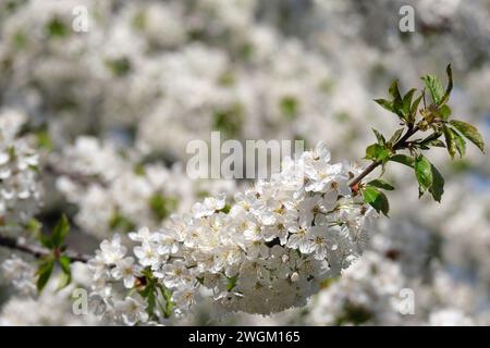 Frühling, wilde Kirschzweige in Blüte, wilde Kirsche, Prunus Avium Stockfoto