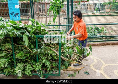 Merida Mexico, Parque Zoologico del Centenario hundertjähriger öffentlicher Park, Zooangestellter Arbeiter Mann männlich, Erwachsene Erwachsene, Bewohner, Zweige verlassen Stockfoto