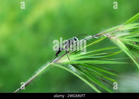 Ein schwarzes Gras mit Isodontienwespe stand auf einem Blattzweig Stockfoto