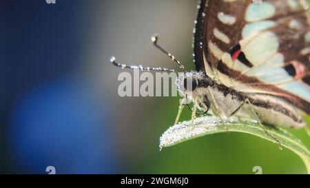Schmetterling Graphium Doson steht auf Zweigen mit verschwommenem Hintergrund Stockfoto