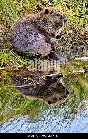 Eine Nahaufnahme eines jungen kanadischen Bibers, "Castor canadensis", der am Ufer sitzt und sein Fell preßt. Stockfoto