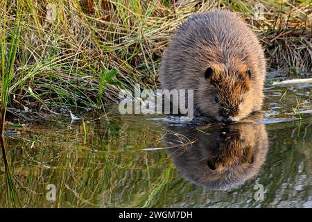 Ein junger Biber „Castor canadensis“, der im Begriff ist, in das Wasser seines Biberteiches zu tauchen. Stockfoto