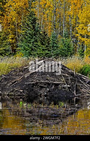 Ein vertikales Bild einer aktiven Biberhütte in einem Biberteich, umgeben von Herbstfarben Stockfoto