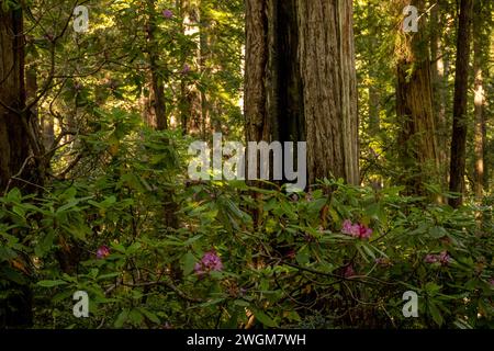 Rhododendron blüht um die Basis des Redwood Tree in Kalifornien Stockfoto