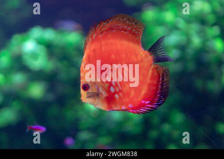 Wunderschöne rote Diskusfische schwimmen in einem Aquarium. Tropische Fische Stockfoto