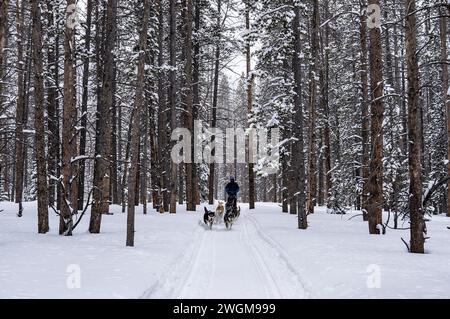 Aufregend durch die schneebedeckten Kiefern: Ein Hundeschlittenabenteuer in den bezaubernden Wäldern von Colorado. Stockfoto