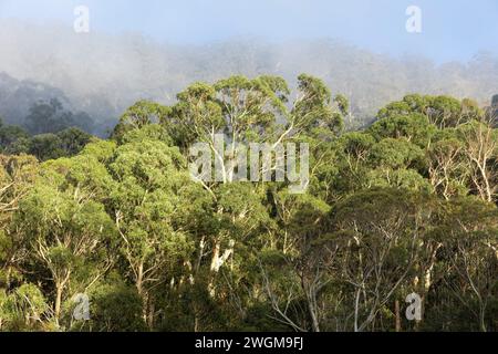 Eukalyptus pauciflora Schneegummi Bäume im Kosciusko National Park, einheimische Bäume im Osten Australiens, mit frühmorgendlichem Nebel und Nebelbaumkronen, 2024 Stockfoto