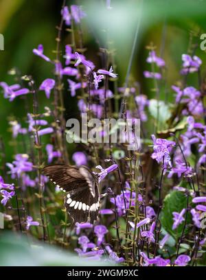 Mona Lavendel in einem Garten mit einem Schmetterling. Naturhintergrund-Konzept. Stockfoto