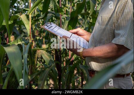 Eine abgeschnittene Aufnahme eines erfahrenen asiatischen Landwirts oder Agronomen, der auf einem Maisfeld arbeitet und die Qualität der Maisernte überprüft. Landwirtschaft Stockfoto