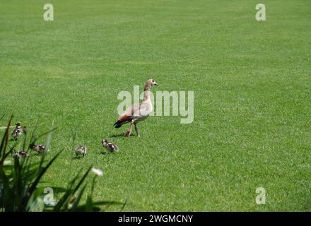 Ägyptische Ente mit Baby-Enten auf grünem Rasen Stockfoto