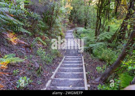 Der Omanawa Falls Trail führt durch den Busch, Tauranga Neuseeland. Stockfoto