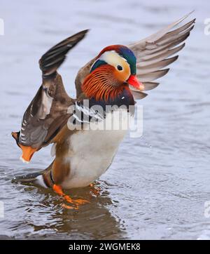 Mandarinenporträt im Winter mit schönen Reflexen Stockfoto