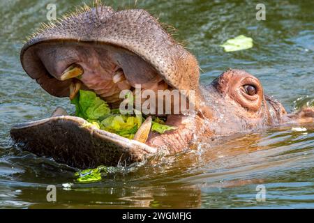 Flusspferde füttern im Wasser inmitten üppiger Vegetation Stockfoto