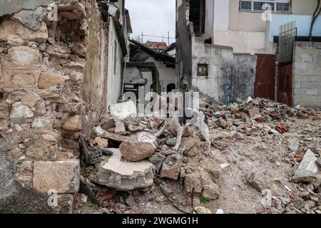 Hatay, Türkei. Februar 2024. Ein Hund ist zwischen den zerstörten Häusern zu sehen. Am 6. Februar 2023 ereignete sich in der Südtürkei ein Erdbeben der Stärke 7,8, dem kurz nach Mittag ein weiteres Erdbeben der Stärke 7,5 folgte. Mehr als 50.000 Menschen kamen bei dem Erdbeben ums Leben, das in 11 Städten der Türkei große Zerstörungen angerichtet hat. Quelle: SOPA Images Limited/Alamy Live News Stockfoto