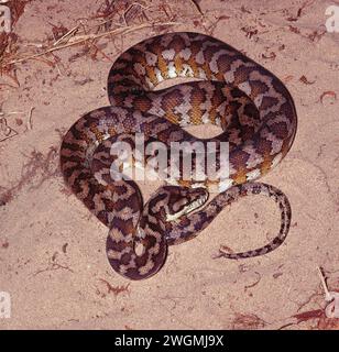 TEPPICH PYTHON (SPILOTA VARIEGATA) Stockfoto