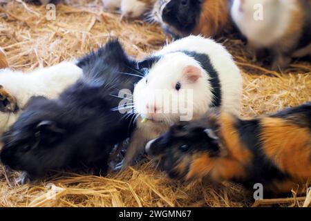 Niedliches hebivores Tier Perugisches Meerschweinchen (Cavia porcellus), auf dem Ackerfeld Stockfoto