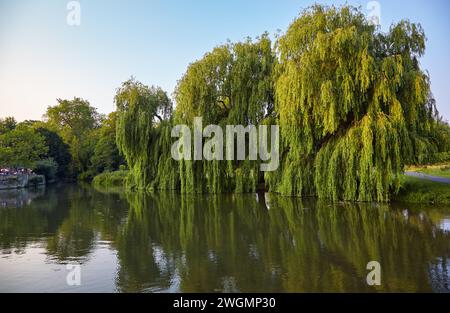 Der Blick auf die riesige wunderschöne Trauerweide (Salix babylonica oder Babylon Weide) am Ufer des Flusses Cam. Cambridge. Cambridgeshire. Vereinigtes Königreich Stockfoto