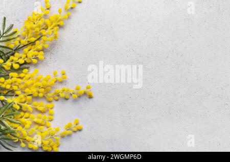 Ein zartes Arrangement von leuchtend gelben Mimosa-Blüten liegt auf einer weichen grauen Oberfläche, was einen sanften Übergang vom Winter zum Frühling suggeriert. Stockfoto