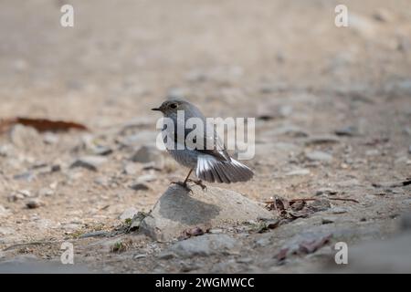 Ein Plumbeous Water Redstart auf einem Stein. Stockfoto
