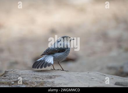 Ein Plumbeous Water Redstart auf einem Stein. Stockfoto