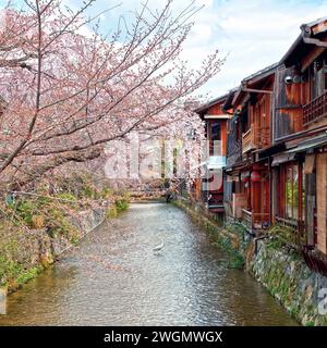 Sakara Cherry Blossom mit Blick auf einen kleinen Fluss in Gion, Kyoto Japan. Stockfoto