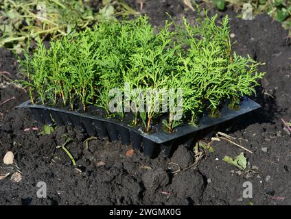 Schließen Sie kleine Thuja-Setzlinge in einem Plastiktopf, bereit, um Thuja im Frühjahr in den Boden zu Pflanzen. Stockfoto