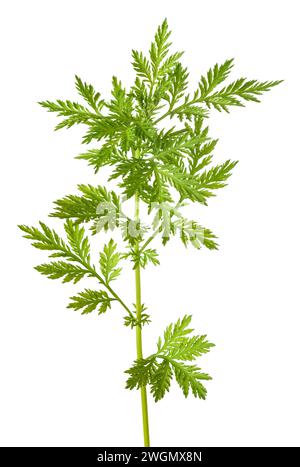 Artemisia annua Pflanze isoliert auf weißem Hintergrund Stockfoto