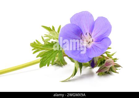 Geranienblume isoliert auf weißem Hintergrund Stockfoto