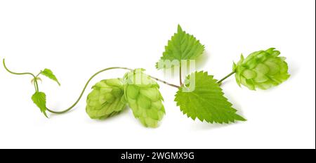 Hop Zweig mit Blättern isoliert auf weißem Baxkground Stockfoto