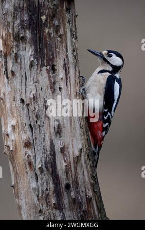 Ein großer Speck Dendrocopos Major, der auf der Seite eines toten Baumes auf der Suche nach Lebensmitteln saß, Sculthorpe North Norfolk, Großbritannien Stockfoto