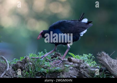 Australasischer Sumpf, Porphyrio melanotus, Nelson, Südinsel, Neuseeland Stockfoto