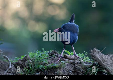 Australasischer Sumpf, Porphyrio melanotus, Nelson, Südinsel, Neuseeland Stockfoto