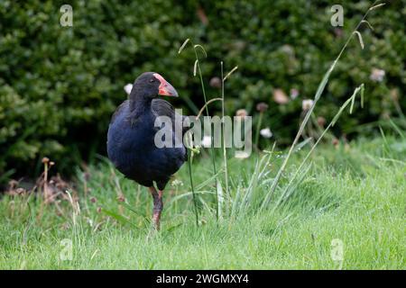 Australasischer Sumpf, Porphyrio melanotus, Nelson, Südinsel, Neuseeland Stockfoto