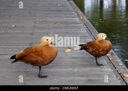 Verschlafene Enten stehen an einem düsteren Herbsttag in der Nähe des Teichs im Park. Wasservögel ruhen in der Nähe des Wassers Stockfoto