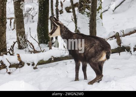 Gämse im Winter in einem Wald des schweizer juras Stockfoto