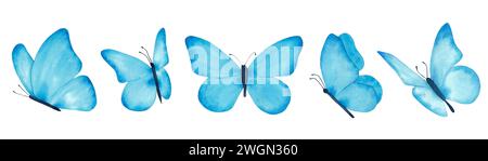 Set von blauen Schmetterlingen, isoliert auf weißem Hintergrund Stockfoto