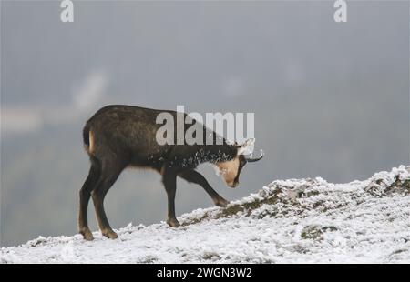 Gämse (Rupicapra rupicapra) essen auf einer vereisten Wiese im schweizer jura Stockfoto