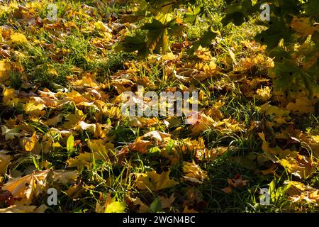 Ahornblätter, die im Herbst ihre Farbe geändert haben, trocknen Ahornblätter im Herbst Stockfoto