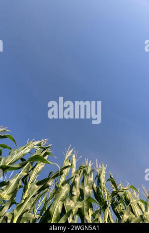 Grüner Mais mit großen Ohren vor der Reifung, großer grüner Mais im Sommer auf dem Feld Stockfoto