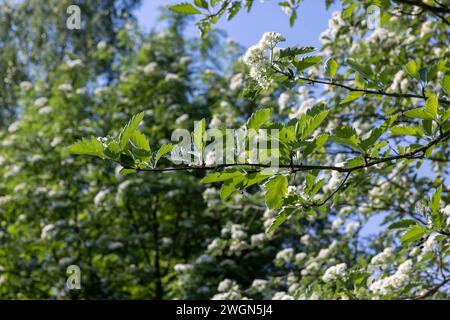 vogelbäume während der Frühlingsblüte, vogelblüten während der Blüte im Frühlingspark Stockfoto