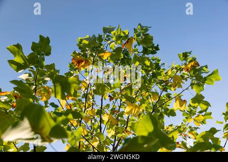 tulpenbaum in der Herbstsaison mit wechselnder Farbe des Laubs, die Farbe des Laubs eines Tulpenbaums im Herbst ändert Stockfoto