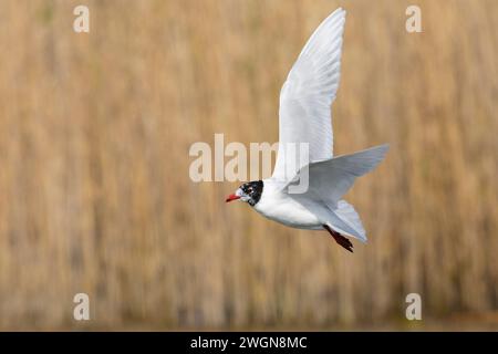 Mittelmeermöwe (Ichthyaetus melanocephalus), Seitenansicht eines Erwachsenen im Flug, Kampanien, Italien Stockfoto