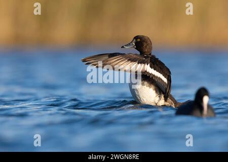 Getuftete Ente (Aythya fuligula), Seitenansicht eines mit den Flügeln flatternden Weibchens, Kampanien, Italien Stockfoto